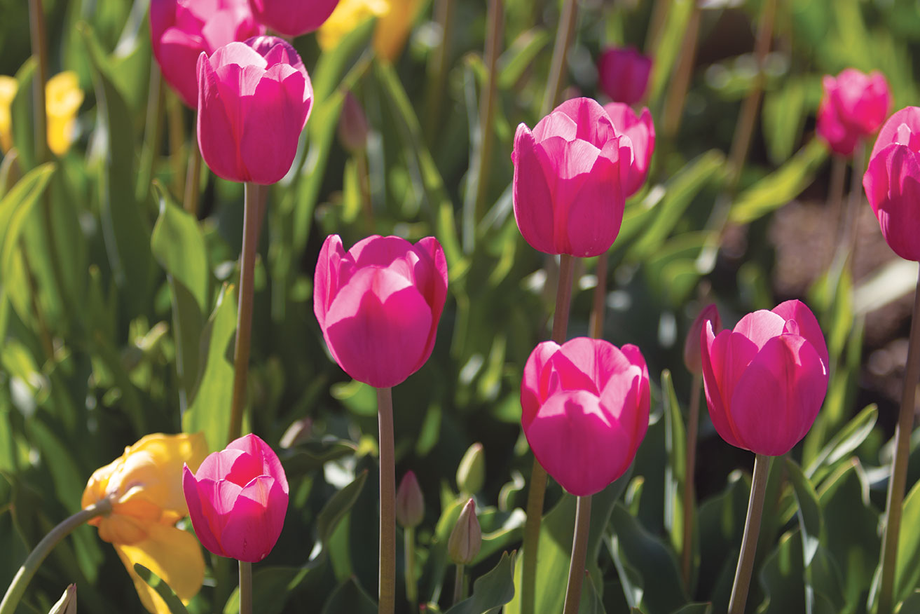 Field of Pink Tulips