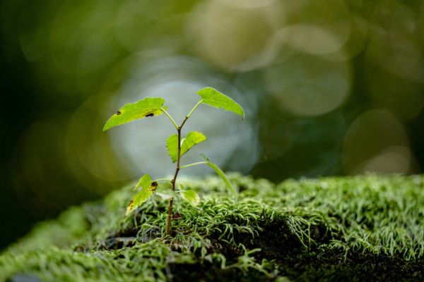 Plant sprouting from moss