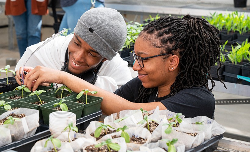 Students conduct research in the greenhouse Students conduct research in the greenhouse