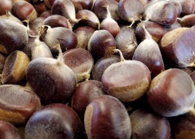 Chestnuts are packed with nutrients, and the decline of the American species removed an important food source for wild and domestic animals. Image courtesy of The American Chestnut Foundation.