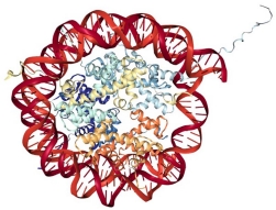 Epigenetic Control of Transgene Expression