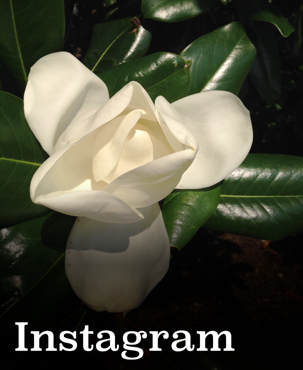 Instagram tile1 Villanova Sustainability Instagram