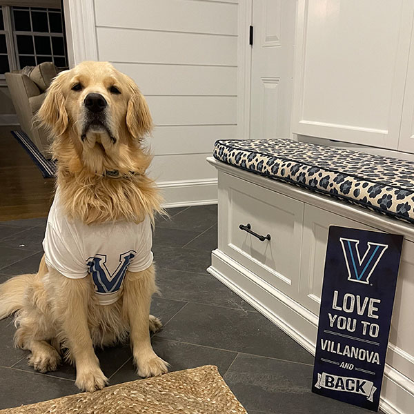a golden retriever wearing a Villanova t-shirt sits beside a "Love You to Villanova and Back" sign